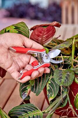 Carousel image 41a1ad59c7d63ce9e62e houseplant pruner photo credit corona tools