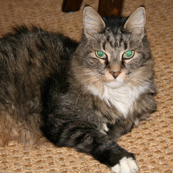 aggressive stray cat