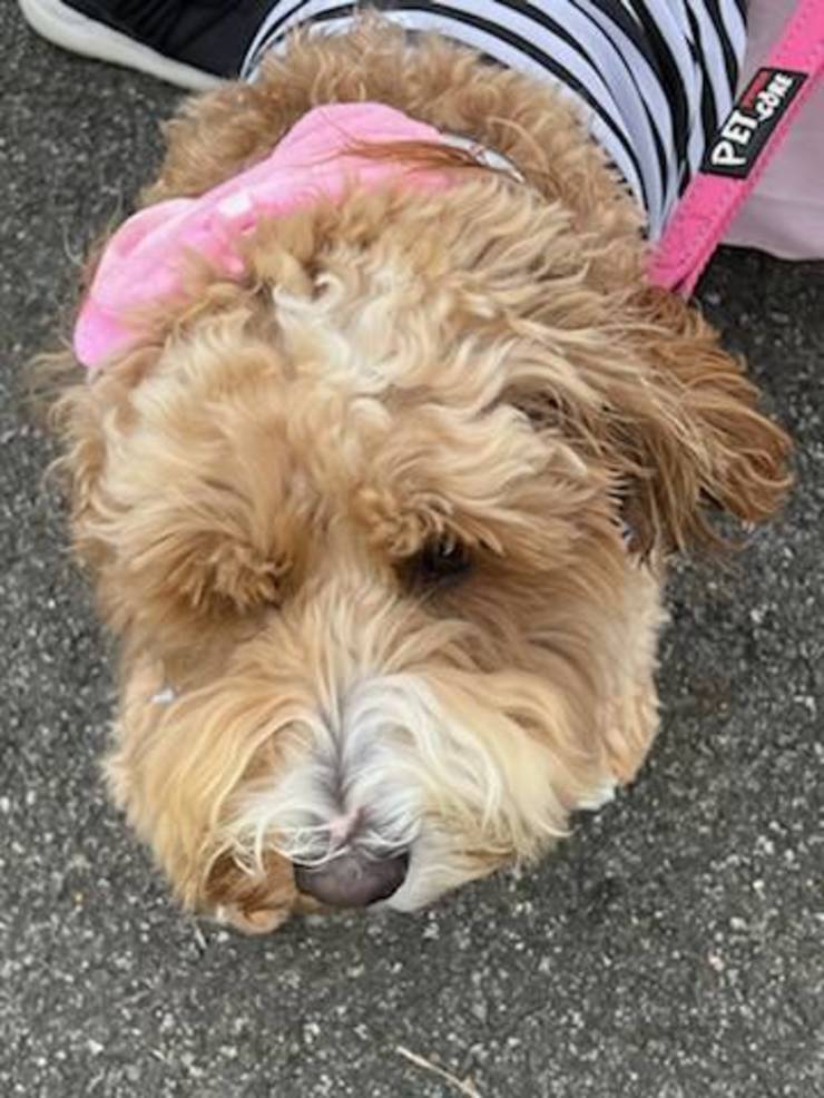 cavapoo halloween costumes