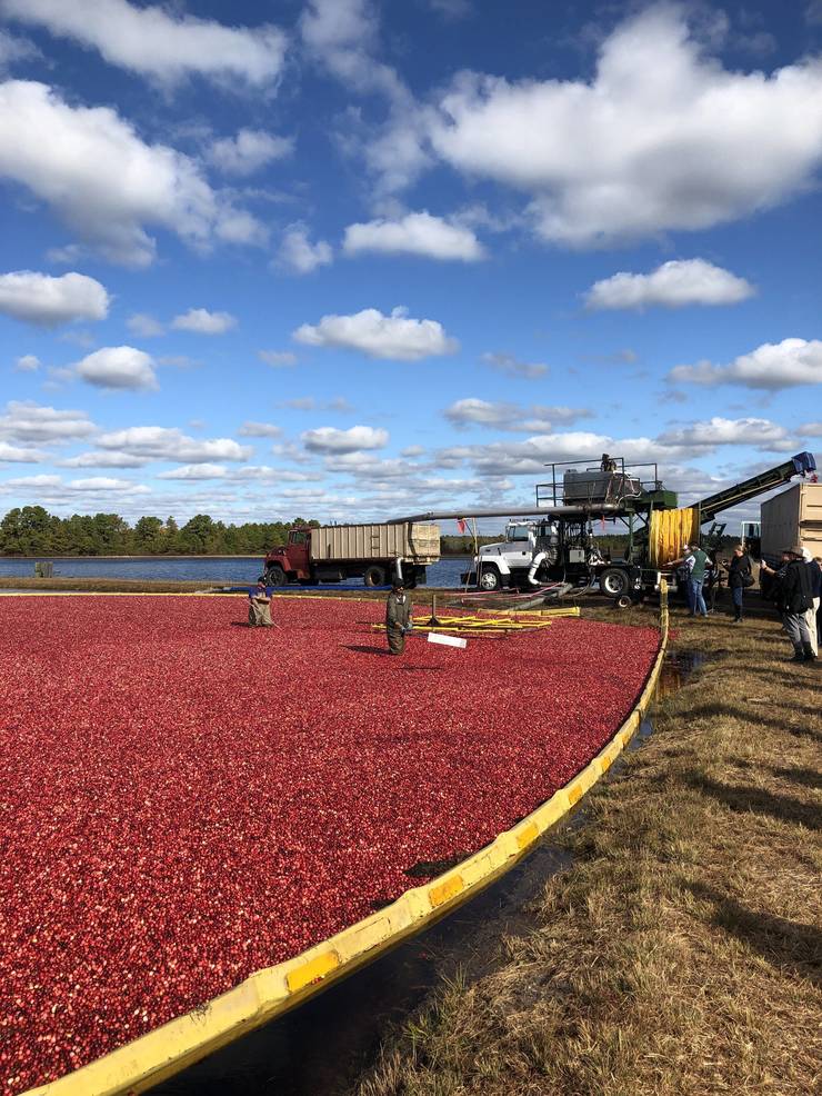 Harvest Time for Cranberries in New Jersey’s Pine Barrens TAPinto