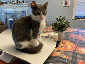 Bordentown City Cats' Kitties of the Week: Spoon and ButterKnife