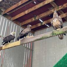 Carousel image 2b7268f6df2e7c48d7a8 img 8668 raptortrust