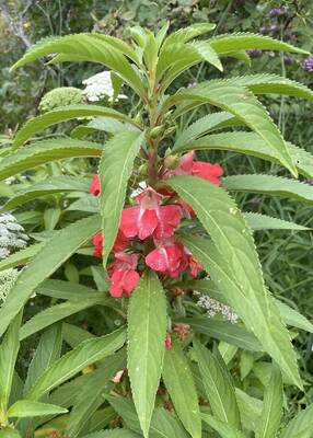 Carousel image b18b52db774e304c1779 impatiens balsamina photo credit melinda myers