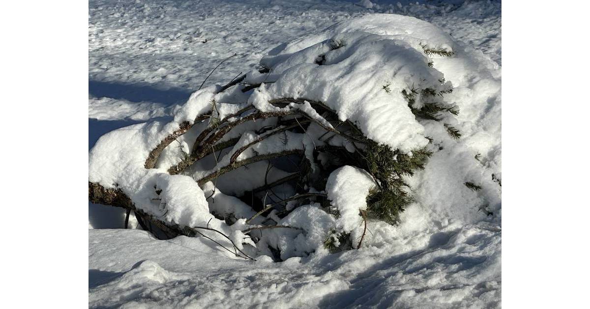 Sparta Township 2024 Curbside Christmas Tree Collection has Begun