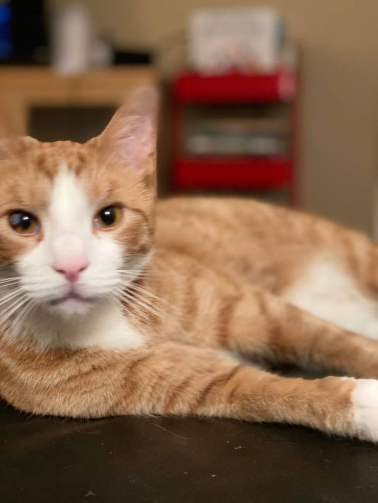 Boulevard Veterinary Clinic Pet Of The Week Joey Tapinto