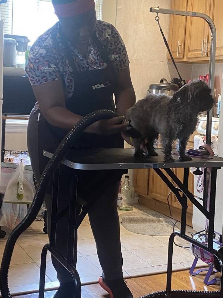 Sisters New Pet Grooming Business In New Brunswick Is The Cat S Meow Tapinto