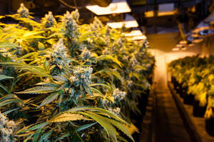 Carousel image f76e823121cf32f7d892 jccannabis