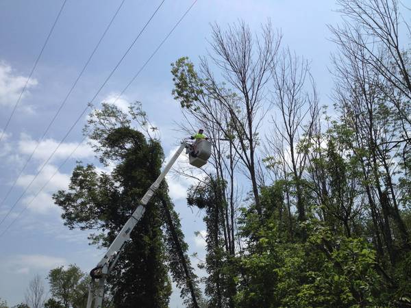 JCP&L 2021 Tree Trimming Program to Enhance Service Reliability - Vimarsana News