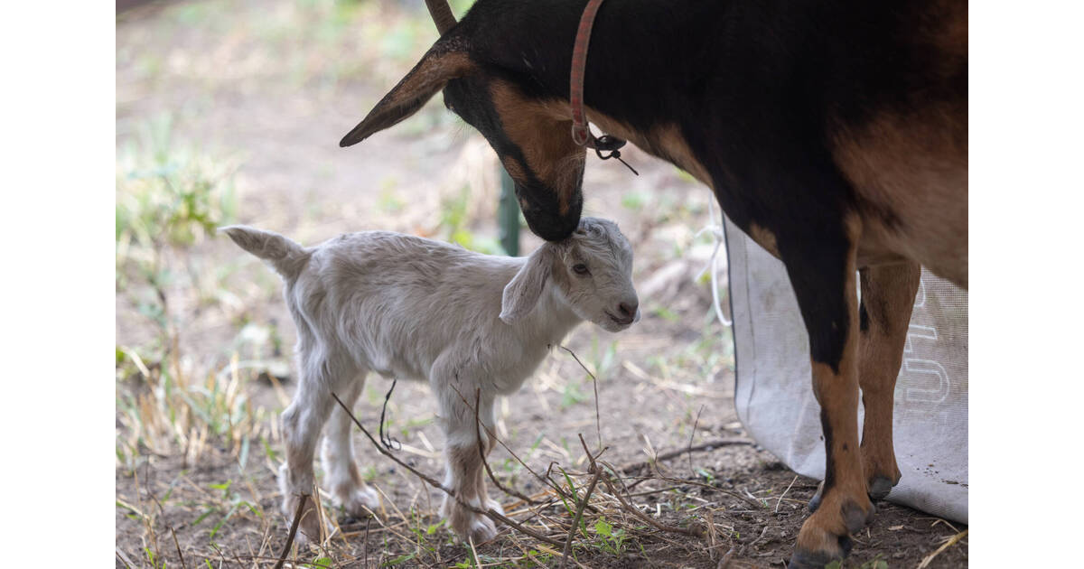 Missing Goat Missing Goat In Jersey City Found With Three Kids | Jersey City, NJ ...