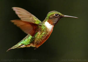 Carousel_image_347dfbb7a6a0bf7c9a71_jen_miller_rube_throated_hummingbird