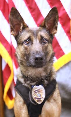 Carousel image 3f5389c7efa0b647bf43 k 9 arlo cc