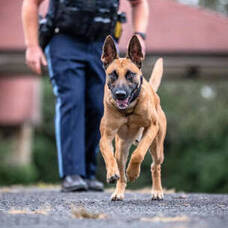 Carousel image 908faf entral ucks egional olice fficer ranite