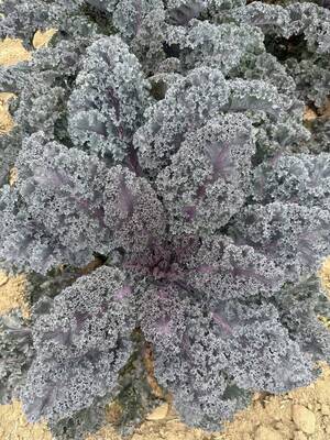 Carousel image b92c6f7233e5e234bb75 kale rubybor 4  photo credit all america selections300
