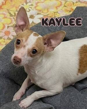 Carousel image clone 1744987 c4da1ecf34293159aa9d kayleechihuahua