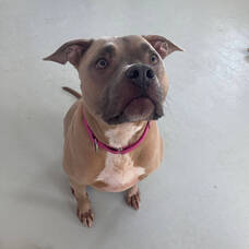 Carousel image eb0951a0c4b3bf6d932f kali