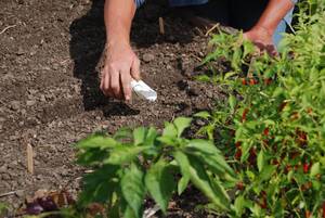 Carousel image 16f475e65cf8716d9726 late or second sowing photo credit melinda myers