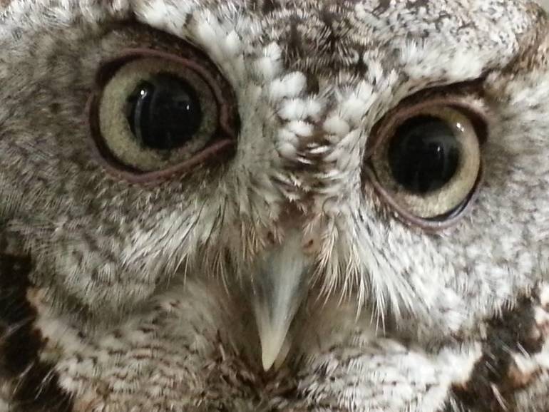 Turtle Back Zoo Seeks Volunteer Docents to Help Provide Quality