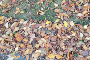 Carousel image 59e9e5d62a97c3818b85 leafcollection24