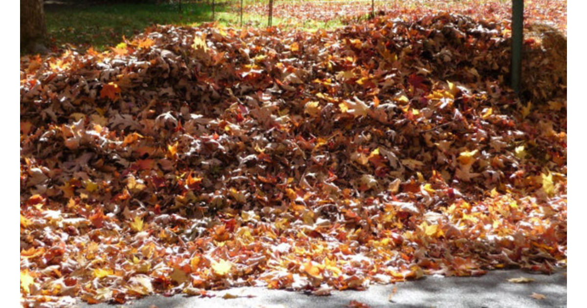 Fall Leaf Pickup in Fanwood Last Day to Put Out Leaves is Dec.12
