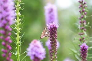 Carousel image 0808ca80d13eb823fca1 liatris spicata blazing star photo credit longfield gardens