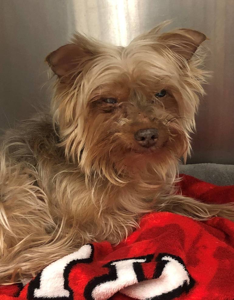 Hamilton Animal Shelter Looking to Return Little Lost Yorkie Home TAPinto