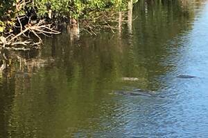 Carousel image bb21eda89ac6eb1dea20 local florida manatee