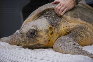 Carousel image bcd4a4 oggerhead turtle une leaver elbourne revard oo