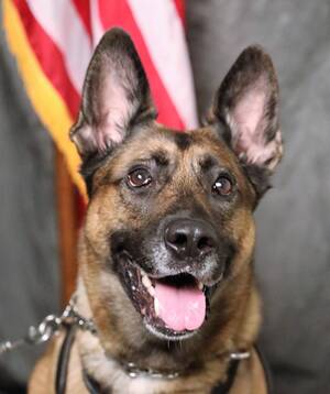 Carousel image 29b634ba2dca3bd912e0 lucky  k9