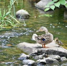 Carousel image 33ee67e7d60a23744010 mallard and duckling  sundays bird walk