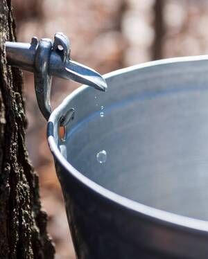 Carousel image 70b4a96ddab3a0db87ec maple sap dripping