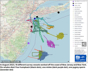 Carousel image bf6c9cffb54c9942dc8d mammal impact from offshore wind testing