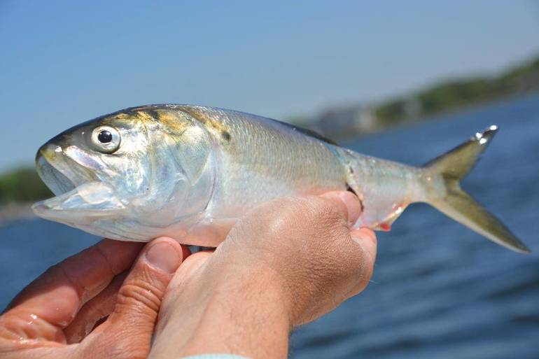 best_crop_c9cc42cefbd71a0db4e6_menhaden14.JPG