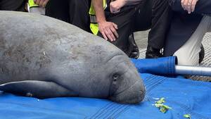 Carousel image 20a23c39f3205e85314e melby closeup