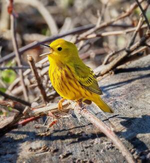 Carousel image a52e0b0c4b2ac7feda57 migrating bird yellow warbler