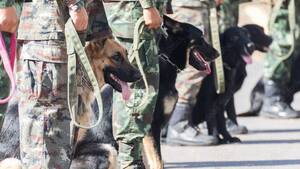 Carousel image ea96326f5bdece462cf1 military dogs