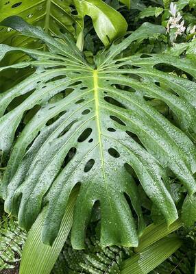 Carousel image 2aee78ae1e9afd68c27b monstera deliciosa   58