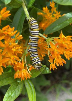 Carousel image d9b47ef550273135d0e0 monarch caterpillar on asclepias tuberosa photo credit melinda myers