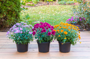 Carousel_image_80c99788e970b83ca072_mums