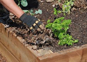 Carousel image e5201f600be8484cba20 mulching vegetable garden photo credit melindamyersllc