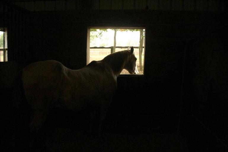 aspca horse adoption