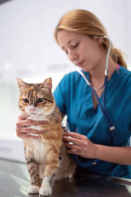 Carousel image fbb5ae99a12eafa4e3a2 n2507p33005h