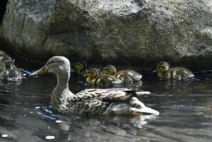 Carousel image 24b16da77837c2a03147 new mallard mom
