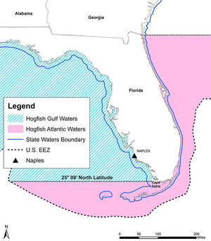 Carousel image e6bcd7c08cc0e36cd1e8 new hogfish regulations jan 2018 update 2 original