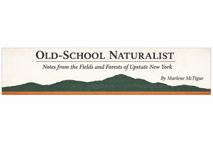 Carousel image e2c3b7182416fe2f99f0 old school naturalist logo