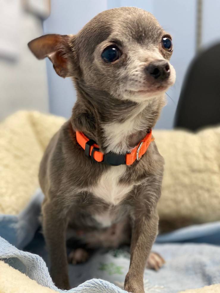 Madison's St. Hubert's Takes in Over 40 Animals Rescued from Suspected Puppy Mill TAPinto