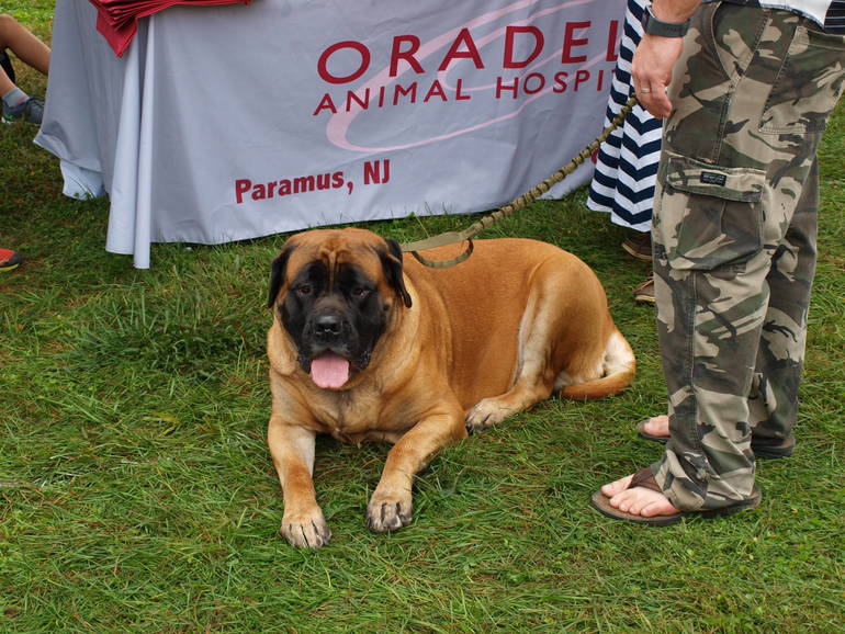 Highlights from &quot;Paws in the Park&quot; in Hawthorne | TAPinto