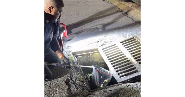 (VIDEO) Pompano Firefighters Rescue Ducklings From Storm Drain