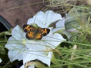 Carousel image 03488c1f4fef159c8613 peral crescent butterfly on firefly petunia img 1414300