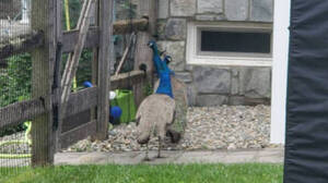 Carousel image ddcab1 peacocks in oylestown