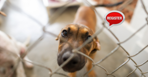Carousel image e4853f47bc4989b2d1f9 pets registration pburg25